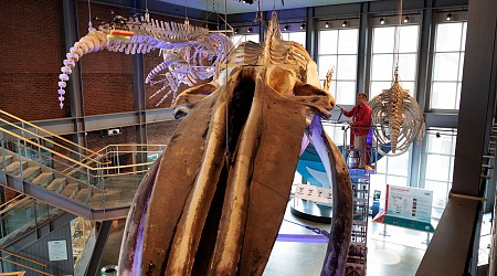 Blue whale skeleton still leaking oil, 26 years after death