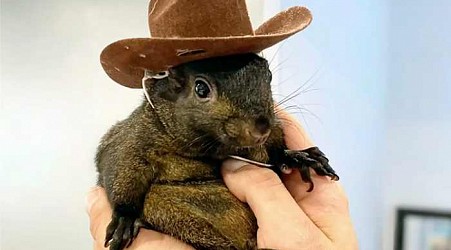 Orphaned squirrel who became social media star was euthanized after being seized from home