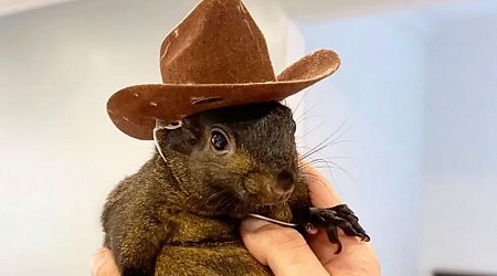 Instagram-famous squirrel named Peanut seized by New York state authorities