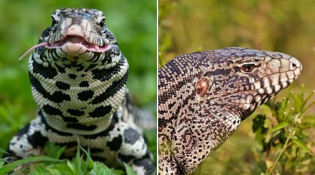 Invasive and illegal dog-sized lizards cause chaos in South Carolina: photos