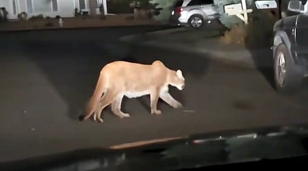 Mountain lion seems to be ‘seeing stars’ after dog owner kicks it