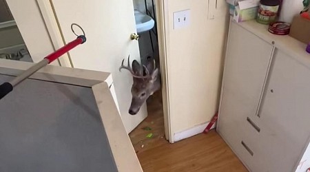 Deer runs loose through Missouri nail salon