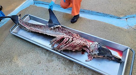 Butchered remains of dolphin with its organs removed found on New Jersey beach