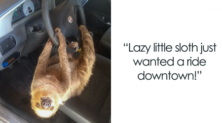 A Driver In Brazil Shares A Video About Hilarious Encounter With A Wild Sloth