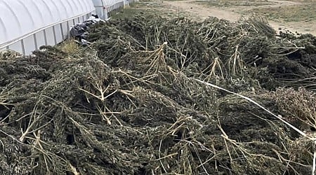 Company vows to sue over damages after New Mexico authorities destroy cannabis crops