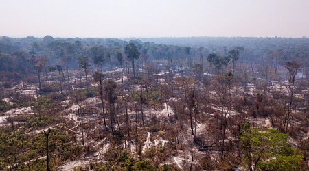 In Amazon's Deforestation, a Potent New Threat Emerges