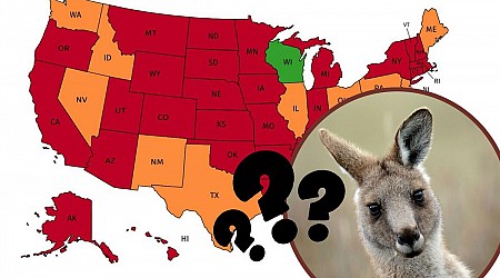 Is it Actually Legal to Own a Kangaroo in Wisconsin?