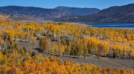 Massive Utah Clone Forest Found To Be One of the Oldest Organisms on Earth