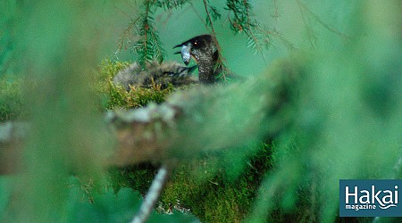 Listening in on the Mysterious Marbled Murrelet