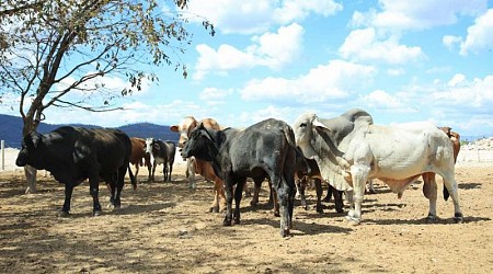 Guatemala declara alerta sanitaria animal tras detectar primer caso de gusano barrenador en 30 años