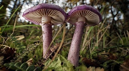 Why Fungi Could Get The Status Of ‘Kingdom’ And Why It Matters