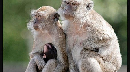 43 monkeys on the loose after escaping South Carolina facility