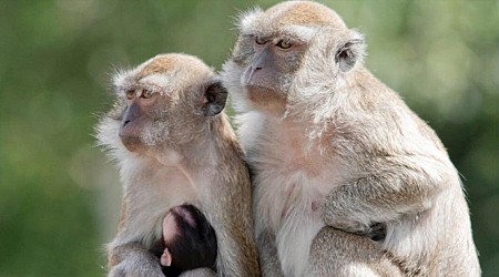 43 monkeys escape South Carolina research facility; police warn residents to secure doors and windows