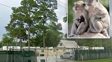 4Monkeys escape Alpha Genesis lab in Yemassee, South Carolina