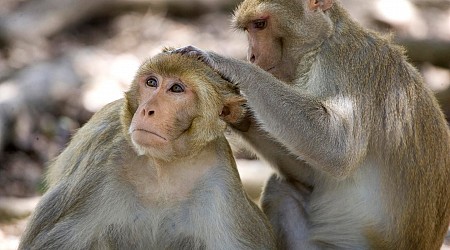 43 monkeys escape from a South Carolina medical lab. Police say there is no serious danger.