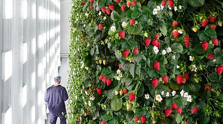 AI being used to run world’s first indoor vertical berry farm