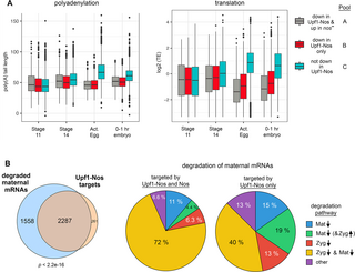 Widespread regulation of the maternal transcriptome by Nanos in Drosophila