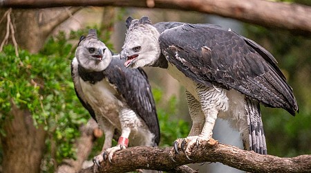 Saving The Harpy Eagle: An Interview With Conservationist Ron Magill