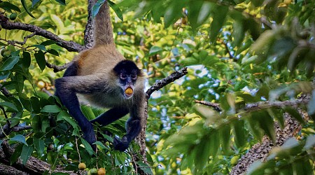 Ce que l’alcool fait vraiment aux animaux sauvages : révélations surprenantes