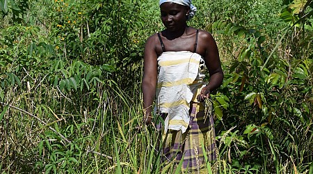 De rijst van de Marrons in Suriname heeft Afrikaanse wortels