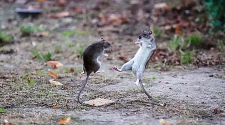 Male mice flee to female mice to de-escalate fights