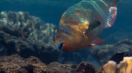 This awkward fish works harder than you