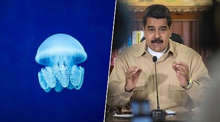 Venezuela quiere diversificar su economía y no depender tanto del petróleo. Así que va a empezar a exportar medusas