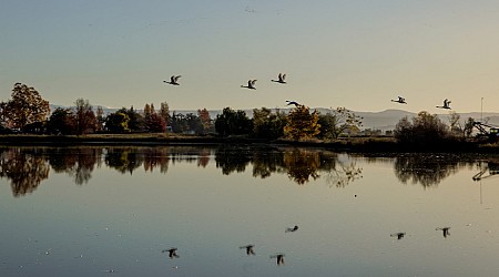 The Farmers Subletting Their Fields to Birds