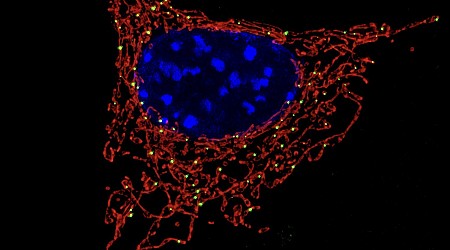 Why the Batteries in Your Body’s Cells Only Come From Mom and Why It Matters