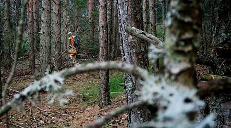 Estos son los mejores bosques de Catalunya para buscar setas: encuentras seguro