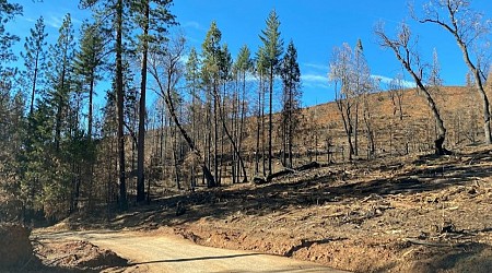 US Forest Service decision to halt prescribed burns in ca is history repeating