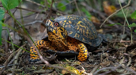 In a secret location in New Jersey, a turtle whisperer cares for trafficked animals