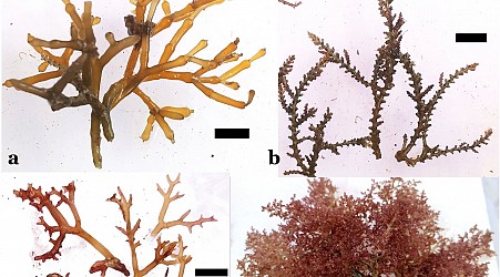 Invasive seaweed may better adapt to changes than native species in Hawaii waters