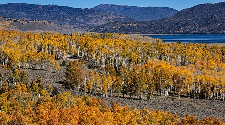 World's largest tree is also among the oldest living organisms