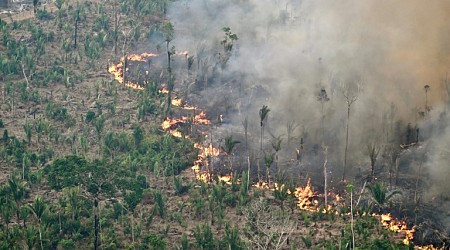 From Bolivia To Indonesia, Deforestation Continues Apace