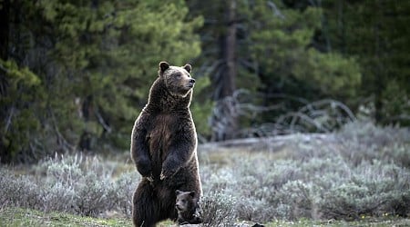 A cub of famous Wyoming grizzly No. 399 has been unseen since his mom's death but odds look good