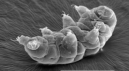 New Species of Tardigrade Displays Superhero-Like Healing Ability