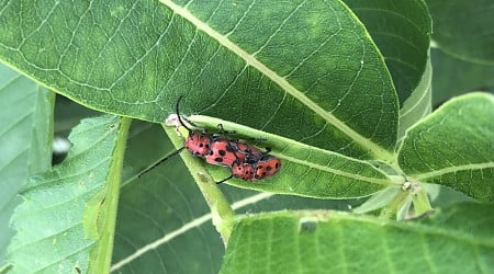 Red milkweed beetle genome offers evolutionary insights into plant-insect interactions