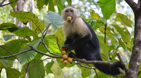 Animals Might Be Drinking More Than We Thought