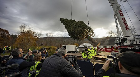 This year's 74-foot Rockefeller Christmas tree is a Norway spruce