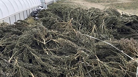 New Mexico, Pot Grower in Showdown Over Destroyed Crop