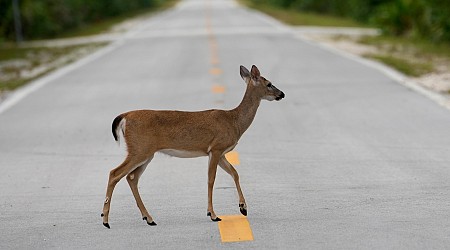 Florida’s iconic Key deer face an uncertain future as seas rise