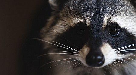 Raccoon busts through ceiling tile at Spirit Airlines counter in LaGuardia Airport