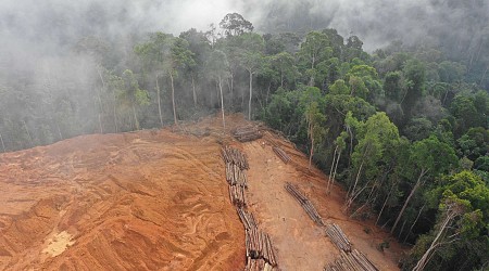 Imaginez le Sri Lanka rasé de la carte : c’est ce qui s’est passé en 2023 pour les forêts dans le monde !