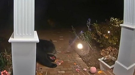 Bear steals candy, pumpkin from Connecticut porch