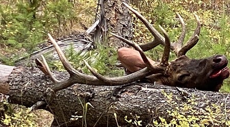 Suspect identified in NE Oregon elk poaching