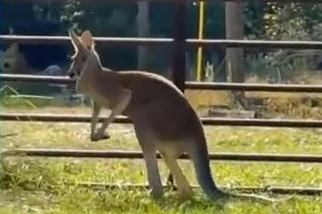 Kangaroo captured after three weeks on the loose in Florida