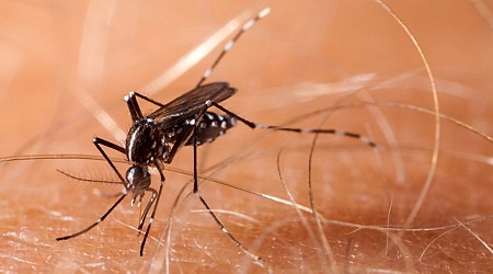 The mosquito-borne virus ‘triple E’ continues its spread, worrying state health officials