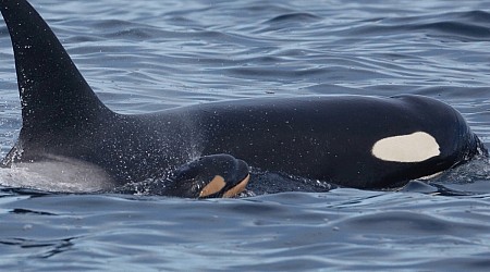 B.C.'s southern resident orca population drops to new 4-year low