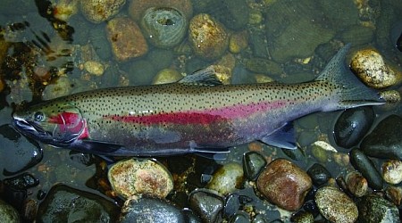 Fish and Game releases updated steelhead numbers